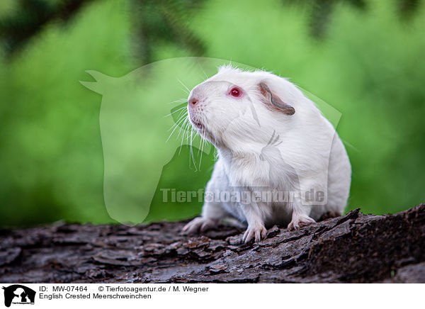 English Crested Meerschweinchen / English Crested guinea pig / MW-07464