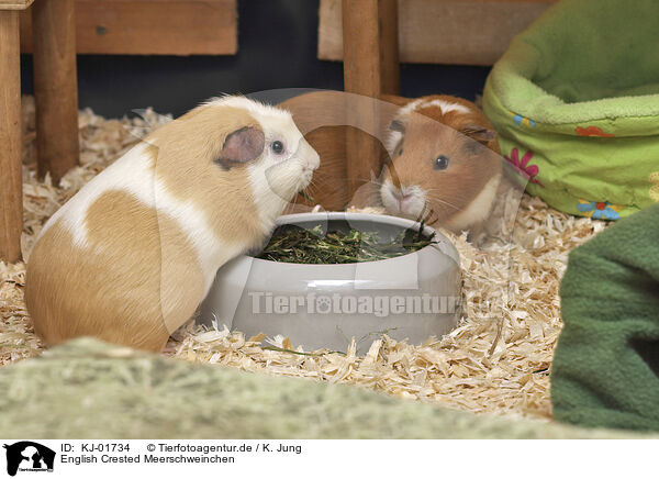 English Crested Meerschweinchen / English Crested guinea pig / KJ-01734