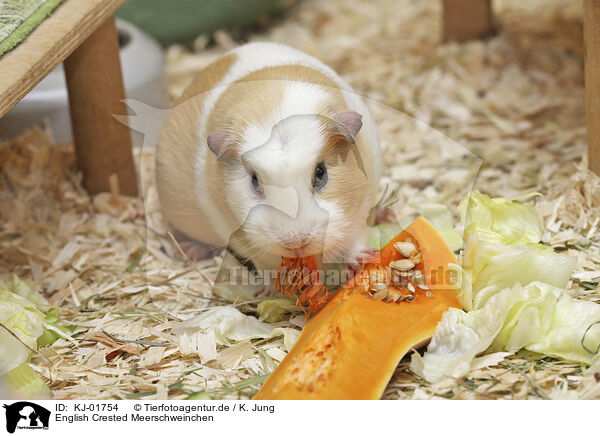 English Crested Meerschweinchen / English Crested guinea pig / KJ-01754