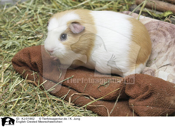 English Crested Meerschweinchen / English Crested guinea pig / KJ-01862