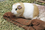 English Crested Meerschweinchen