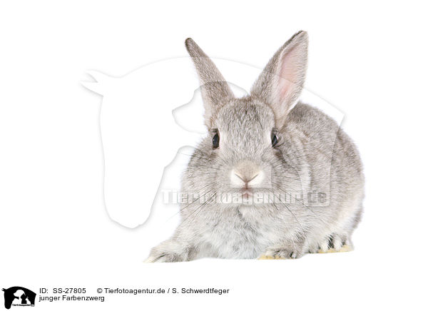 junger Farbenzwerg / young rabbit / SS-27805