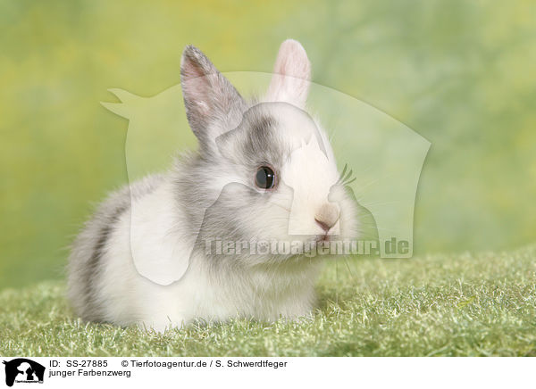 junger Farbenzwerg / young rabbit / SS-27885