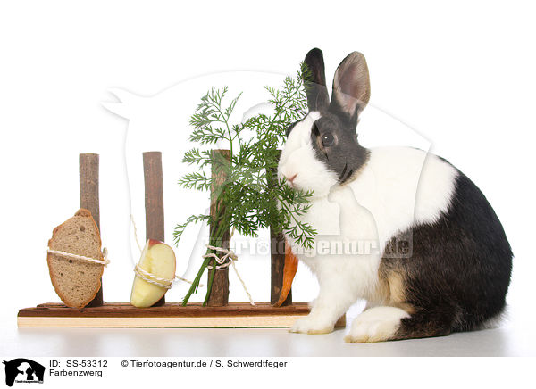 Farbenzwerg / dwarf rabbit / SS-53312