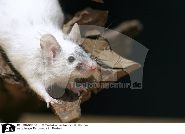 neugierige Farbmaus im Portrait / mouse / RR-00058