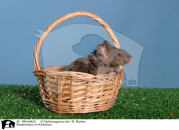 Seidenmaus im Krbchen / mouse in the basket / RR-04822