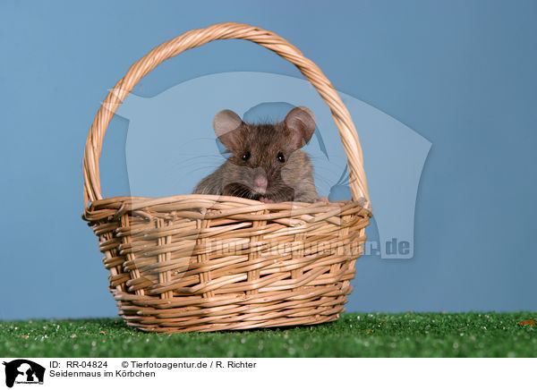 Seidenmaus im Krbchen / mouse in the basket / RR-04824