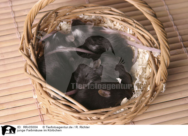 junge Farbmuse im Krbchen / young mouses in the basket / RR-05004
