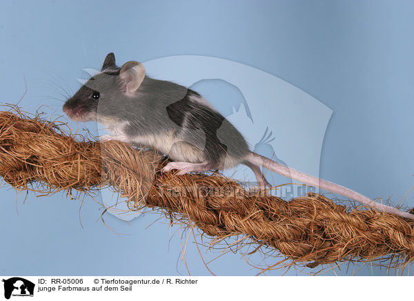 junge Farbmaus auf dem Seil / young mouse on the rope / RR-05006