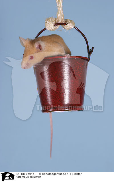 Farbmaus im Eimer / mouse in the bucket / RR-05015