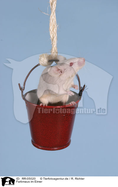 Farbmaus im Eimer / mouse in the bucket / RR-05020