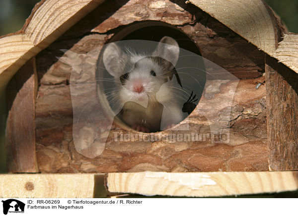 Farbmaus im Nagerhaus / mouse in the house / RR-06269