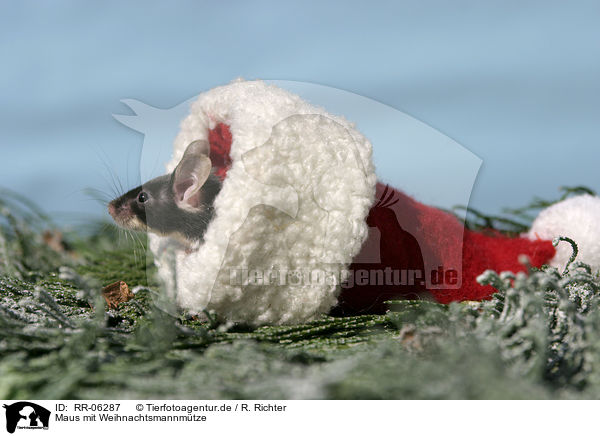 Maus mit Weihnachtsmannmtze / christmas mouse / RR-06287