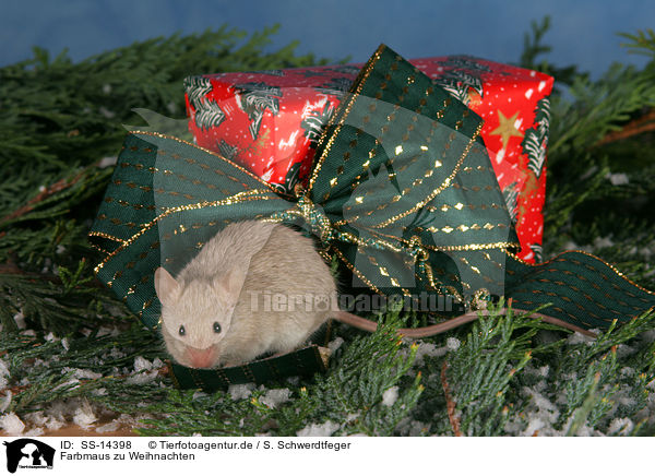 Farbmaus zu Weihnachten / mouse at christmas / SS-14398