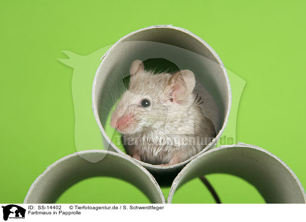 Farbmaus in Papprolle / mouse in cardboard roll / SS-14402