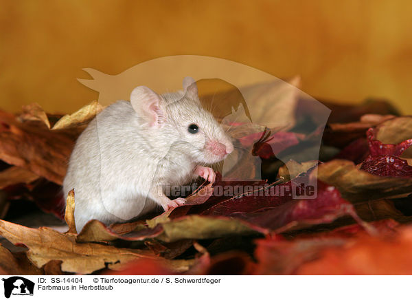 Farbmaus in Herbstlaub / mouse in autumn leaves / SS-14404