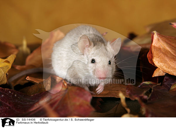 Farbmaus in Herbstlaub / mouse in autumn leaves / SS-14406