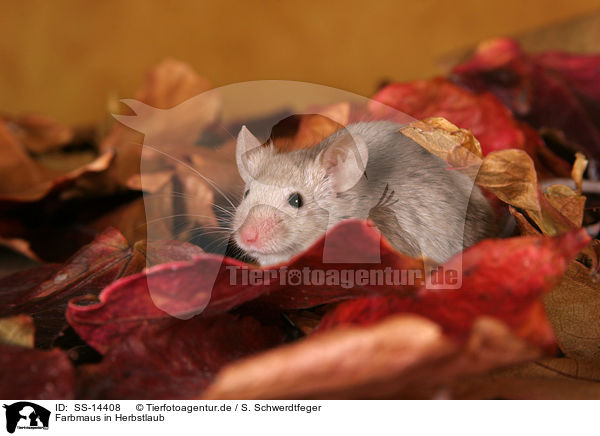 Farbmaus in Herbstlaub / mouse in autumn leaves / SS-14408