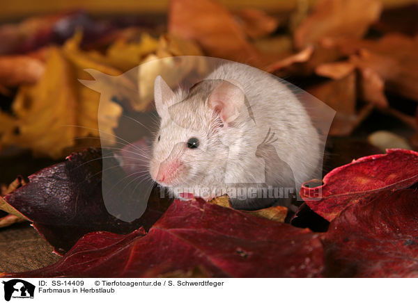 Farbmaus in Herbstlaub / mouse in autumn leaves / SS-14409