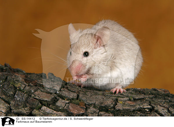 Farbmaus auf Baumstamm / mouse on trunk / SS-14412