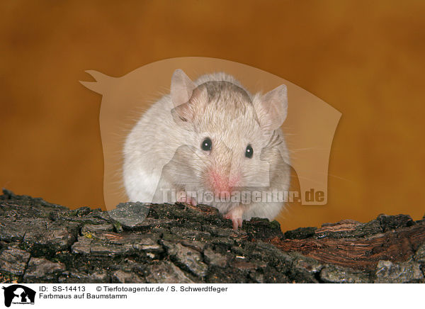 Farbmaus auf Baumstamm / mouse on trunk / SS-14413