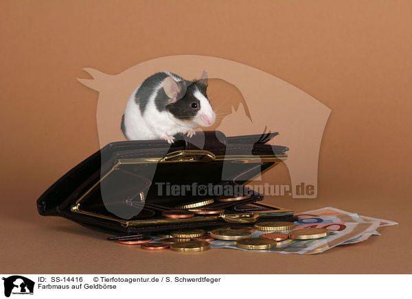 Farbmaus auf Geldbrse / mouse on purse / SS-14416