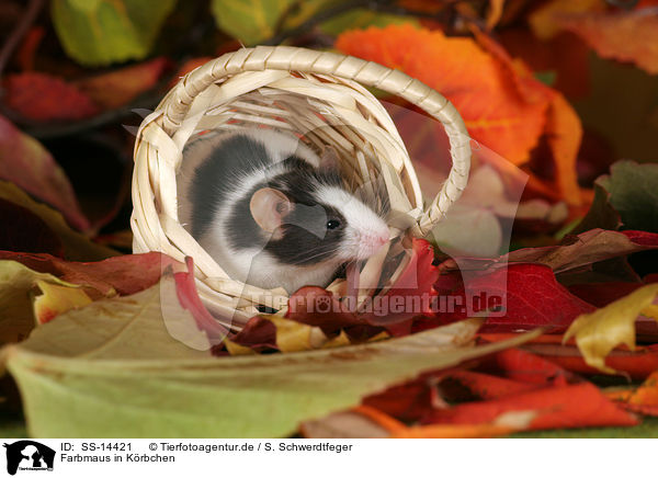 Farbmaus in Krbchen / mouse in basket / SS-14421