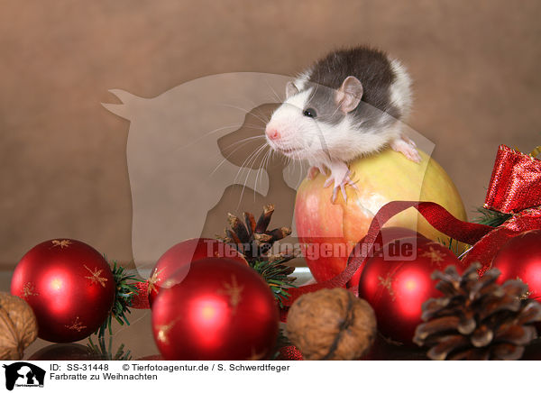 Farbratte zu Weihnachten / rat at christmas / SS-31448