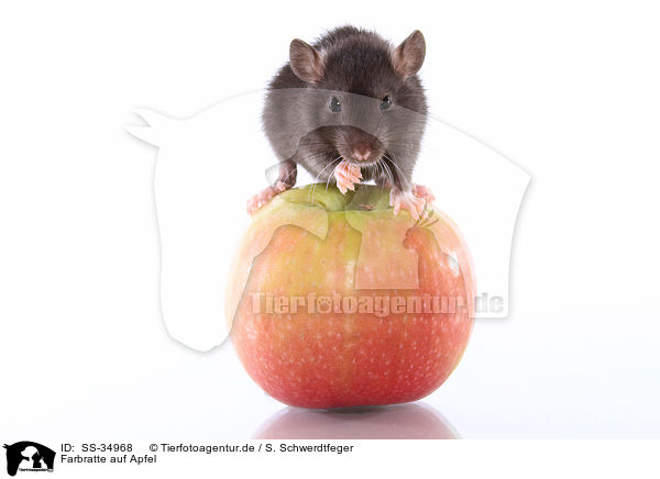 Farbratte auf Apfel / rat on apple / SS-34968