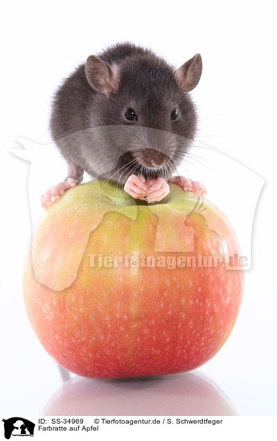 Farbratte auf Apfel / rat on apple / SS-34969