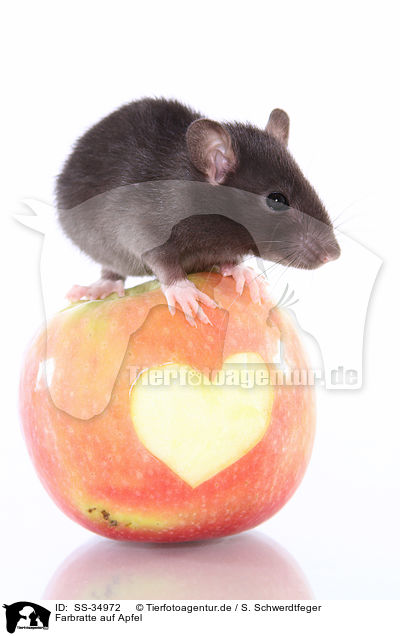 Farbratte auf Apfel / rat on apple / SS-34972