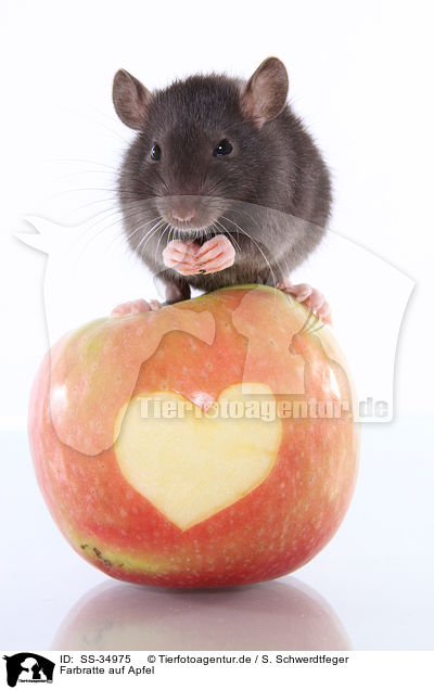 Farbratte auf Apfel / rat on apple / SS-34975