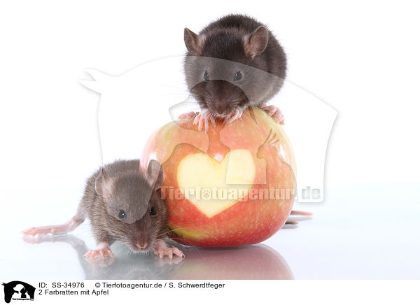 2 Farbratten mit Apfel / 2 rats with apple / SS-34976