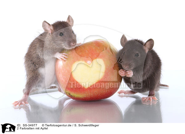 2 Farbratten mit Apfel / 2 rats with apple / SS-34977