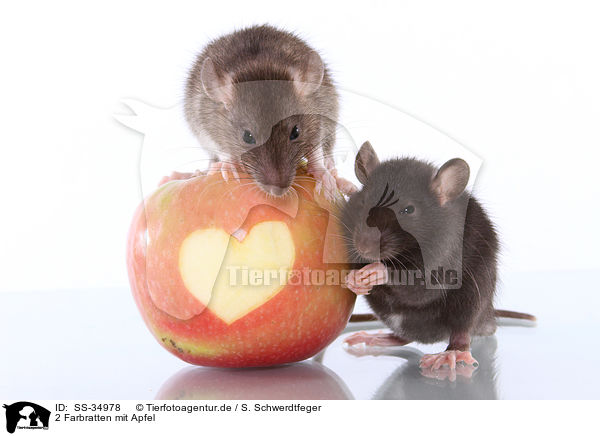 2 Farbratten mit Apfel / 2 rats with apple / SS-34978