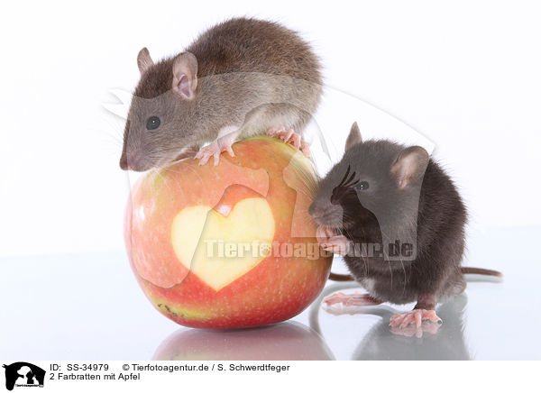2 Farbratten mit Apfel / 2 rats with apple / SS-34979