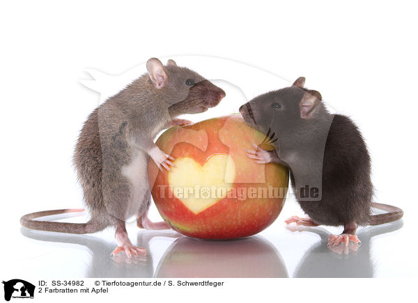2 Farbratten mit Apfel / 2 rats with apple / SS-34982