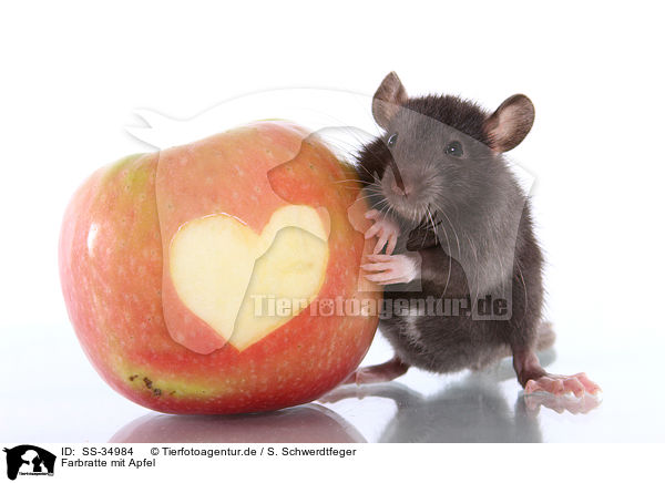 Farbratte mit Apfel / rat with apple / SS-34984