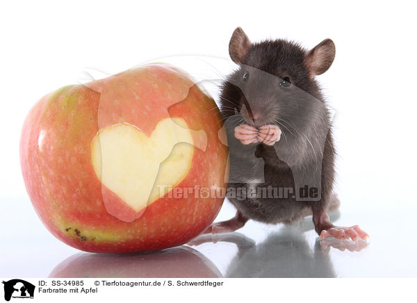 Farbratte mit Apfel / rat with apple / SS-34985