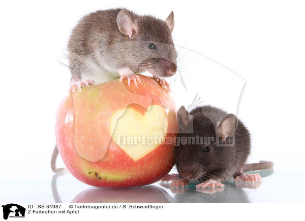 2 Farbratten mit Apfel / 2 rats with apple / SS-34987