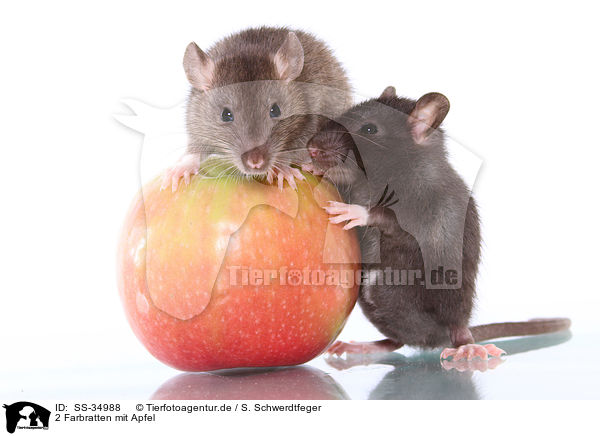 2 Farbratten mit Apfel / 2 rats with apple / SS-34988