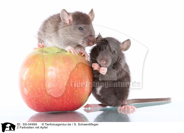 2 Farbratten mit Apfel / 2 rats with apple / SS-34989