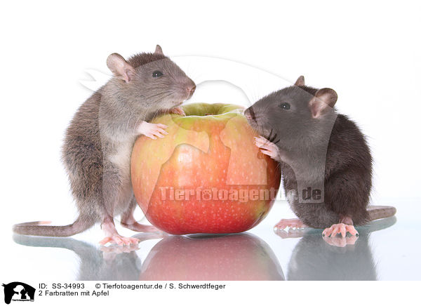 2 Farbratten mit Apfel / 2 rats with apple / SS-34993