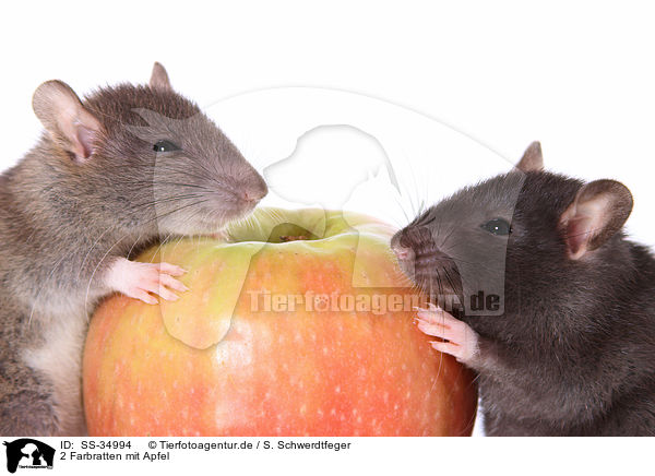 2 Farbratten mit Apfel / 2 rats with apple / SS-34994