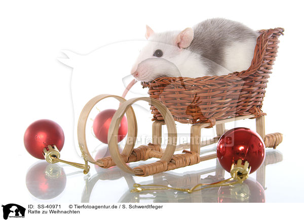 Ratte zu Weihnachten / SS-40971