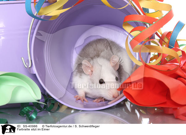 Farbratte sitzt im Eimer / fancy rat sits in bucket / SS-40986