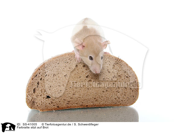 Farbratte sitzt auf Brot / SS-41005