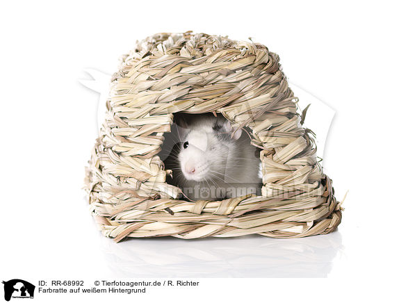 Farbratte auf weiem Hintergrund / fancy rat at white background / RR-68992