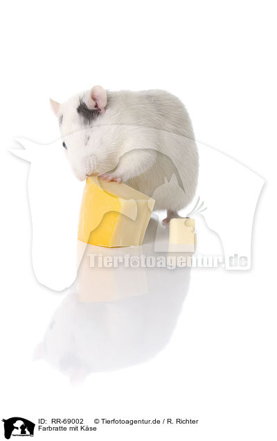 Farbratte mit Kse / fancy rat wiht cheese / RR-69002