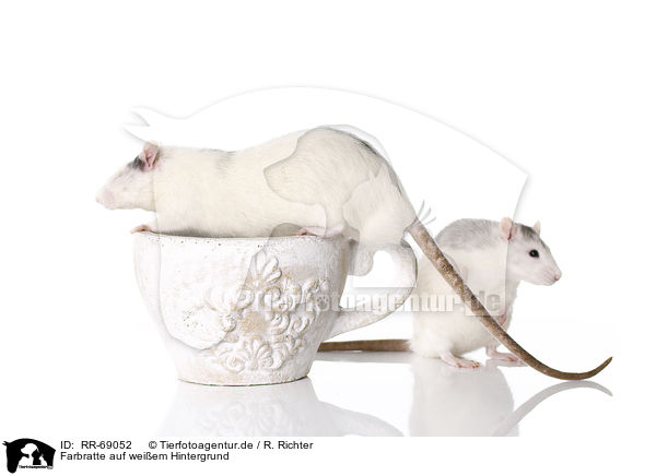 Farbratte auf weiem Hintergrund / fancy rat at white background / RR-69052